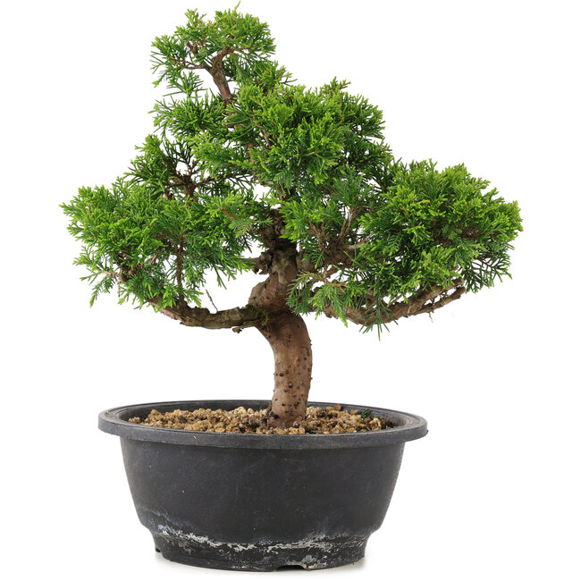 Juniperus chinensis Itoigawa, 26,5 cm, ± 12 years old