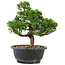 Juniperus chinensis Itoigawa, 26,5 cm, ± 12 anni