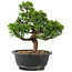 Juniperus chinensis Itoigawa, 26,5 cm, ± 12 years old