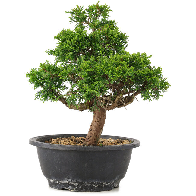 Juniperus chinensis Itoigawa, 26,5 cm, ± 12 anni