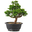 Juniperus chinensis Itoigawa, 26,5 cm, ± 12 anni