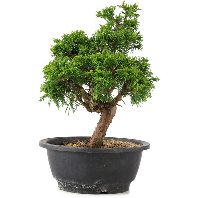Juniperus chinensis Itoigawa, 26,5 cm, ± 12 ans