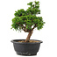Juniperus chinensis Itoigawa, 26,5 cm, ± 12 jaar oud