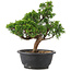 Juniperus chinensis Itoigawa, 26,5 cm, ± 12 anni