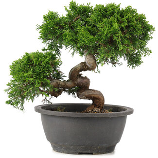 Juniperus chinensis Itoigawa, 22 cm, ± 12 jaar oud