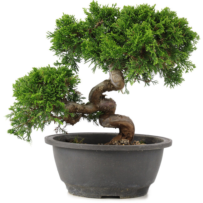 Juniperus chinensis Itoigawa, 22 cm, ± 12 años