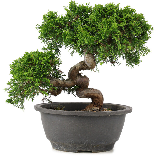 Juniperus chinensis Itoigawa, 22 cm, ± 12 jaar oud