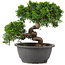 Juniperus chinensis Itoigawa, 22 cm, ± 12 anni