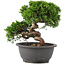 Juniperus chinensis Itoigawa, 22 cm, ± 12 años