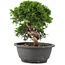 Juniperus chinensis Itoigawa, 22 cm, ± 12 Jahre alt