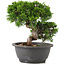 Juniperus chinensis Itoigawa, 22 cm, ± 12 Jahre alt