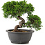 Juniperus chinensis Itoigawa, 22 cm, ± 12 anni