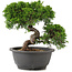 Juniperus chinensis Itoigawa, 22 cm, ± 12 Jahre alt