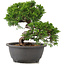 Juniperus chinensis Itoigawa, 22 cm, ± 12 anni