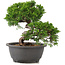 Juniperus chinensis Itoigawa, 22 cm, ± 12 jaar oud