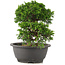 Juniperus chinensis Itoigawa, 22 cm, ± 12 Jahre alt