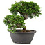 Juniperus chinensis Itoigawa, 22 cm, ± 12 Jahre alt