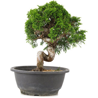 Juniperus chinensis Itoigawa, 24,5 cm, ± 12 años