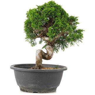 Juniperus chinensis Itoigawa, 24,5 cm, ± 12 ans