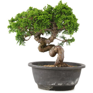 Juniperus chinensis Itoigawa, 23 cm, ± 12 anni