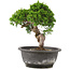 Juniperus chinensis Itoigawa, 23 cm, ± 12 jaar oud