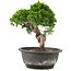 Juniperus chinensis Itoigawa, 23 cm, ± 12 years old