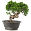 Juniperus chinensis Itoigawa, 23 cm, ± 12 Jahre alt