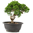 Juniperus chinensis Itoigawa, 23 cm, ± 12 jaar oud