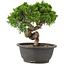 Juniperus chinensis Itoigawa, 23 cm, ± 12 anni