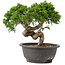 Juniperus chinensis Itoigawa, 23 cm, ± 12 años
