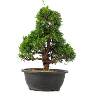 Juniperus chinensis Itoigawa, 32 cm, ± 15 años