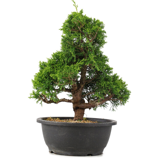 Juniperus chinensis Itoigawa, 32 cm, ± 15 anni