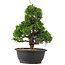 Juniperus chinensis Itoigawa, 32 cm, ± 15 ans