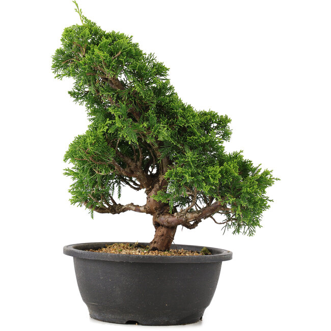 Juniperus chinensis Itoigawa, 32 cm, ± 15 ans