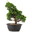 Juniperus chinensis Itoigawa, 32 cm, ± 15 años