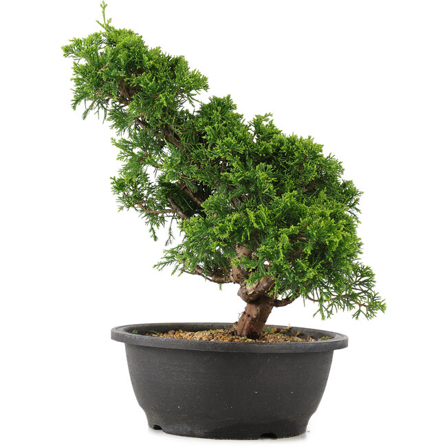 Juniperus chinensis Itoigawa, 32 cm, ± 15 jaar oud