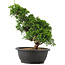 Juniperus chinensis Itoigawa, 32 cm, ± 15 anni