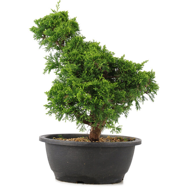 Juniperus chinensis Itoigawa, 32 cm, ± 15 years old
