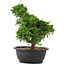 Juniperus chinensis Itoigawa, 32 cm, ± 15 anni