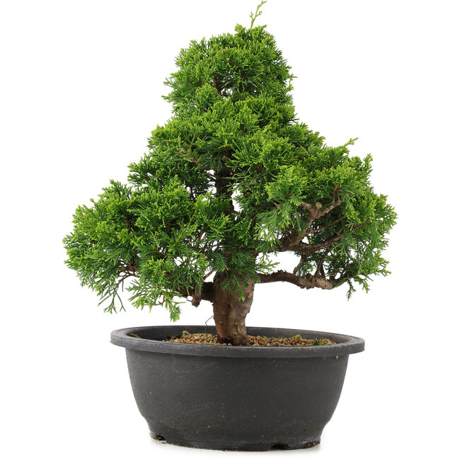 Juniperus chinensis Itoigawa, 32 cm, ± 15 years old