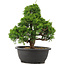 Juniperus chinensis Itoigawa, 32 cm, ± 15 anni