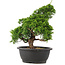 Juniperus chinensis Itoigawa, 32 cm, ± 15 anni