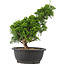 Juniperus chinensis Itoigawa, 32 cm, ± 15 anni