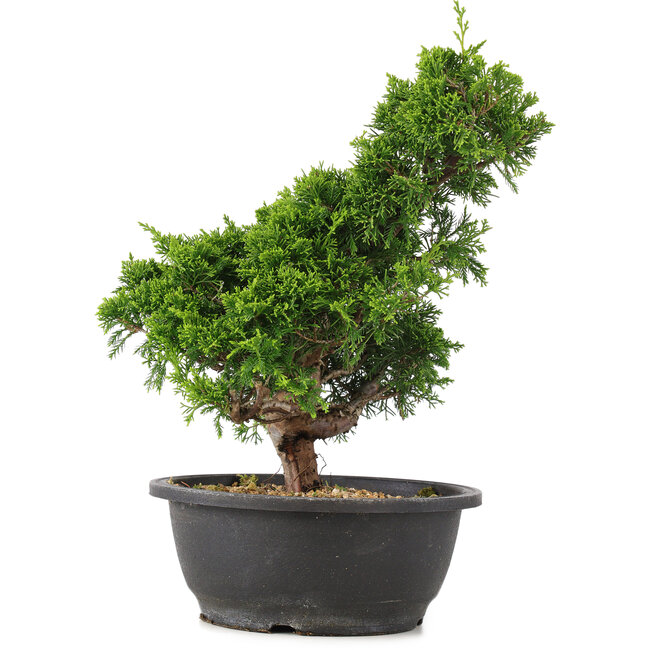 Juniperus chinensis Itoigawa, 32 cm, ± 15 jaar oud