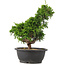 Juniperus chinensis Itoigawa, 32 cm, ± 15 anni