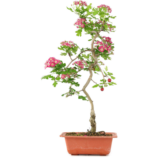 Crataegus cuneata, 41 cm, ± 7 jaar oud, met roze bloemen en rode vruchten