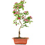 Crataegus cuneata, 41 cm, ± 7 jaar oud, met roze bloemen en rode vruchten