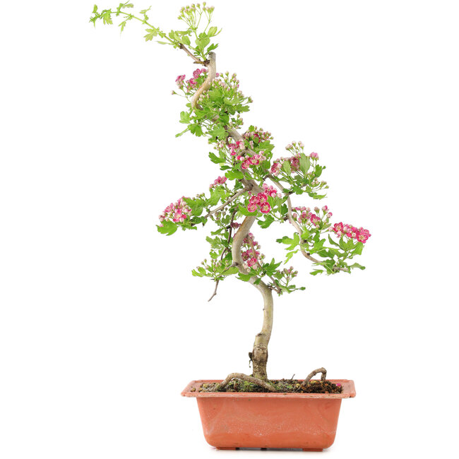 Crataegus cuneata, 40 cm, ± 7 Jahre alt, mit rosa Blüten und roten Früchten