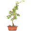 Crataegus cuneata, 40 cm, ± 7 jaar oud, met roze bloemen en rode vruchten