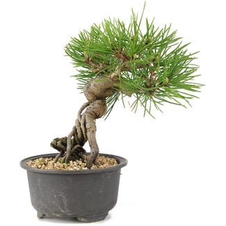 Pinus thunbergii, 16,5 cm, ± 10 años